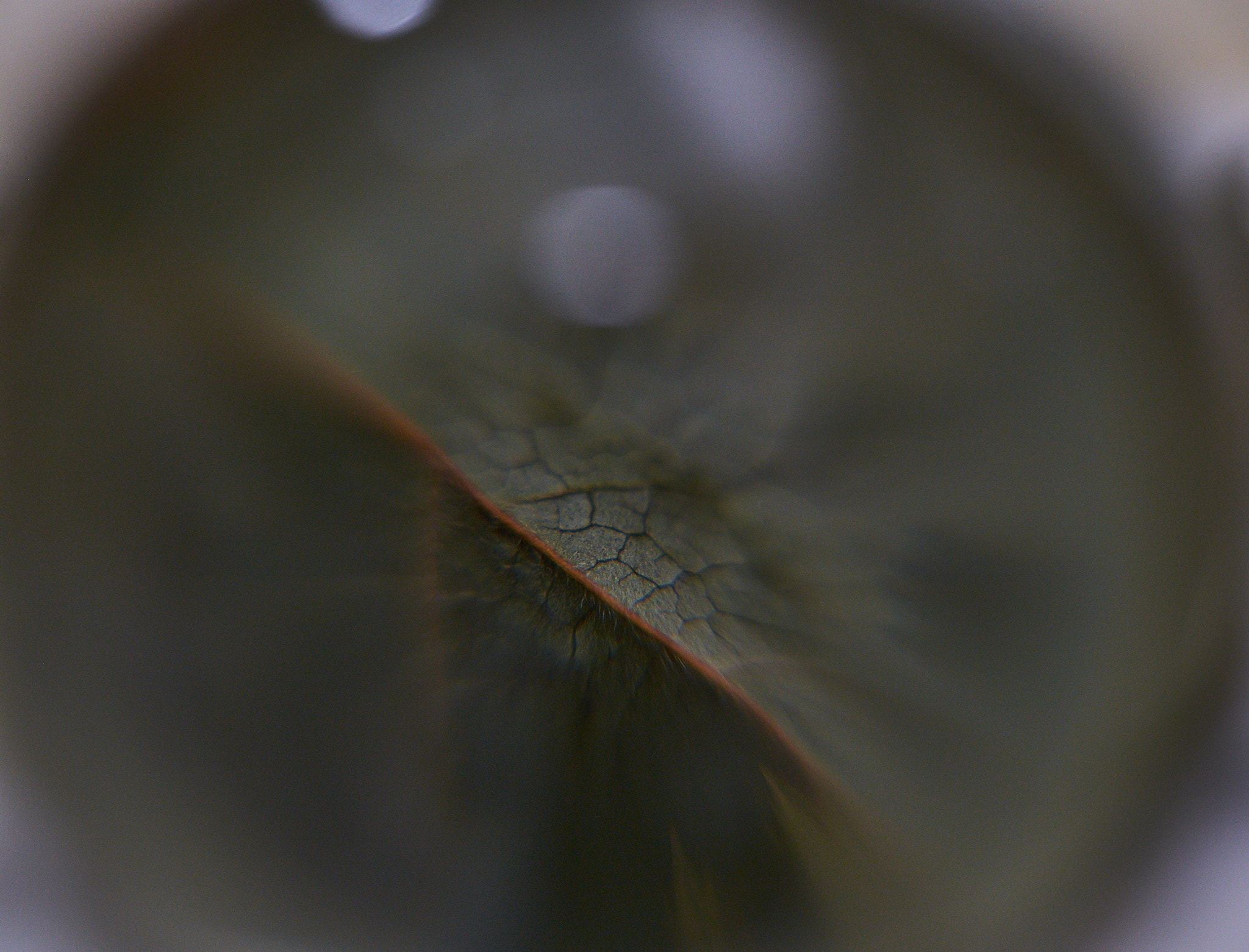 Fujifilm X-Pro2 + Fujifilm XF 60mm F2.4 R Macro sample photo. The eye photography