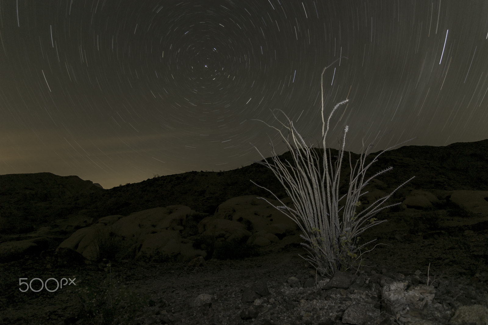 Canon EOS 1200D (EOS Rebel T5 / EOS Kiss X70 / EOS Hi) + Tokina AT-X Pro 11-16mm F2.8 DX sample photo. Star trails over ocotillo brush photography