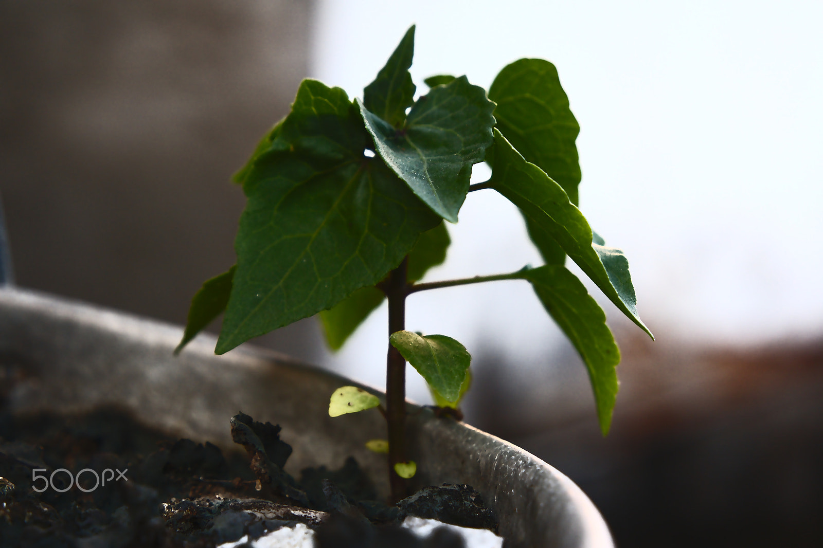 Samsung NX3000 sample photo. Hanging vase photography