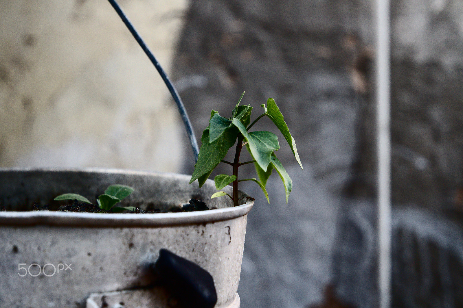 Samsung NX3000 sample photo. Hanging vase / 2 photography