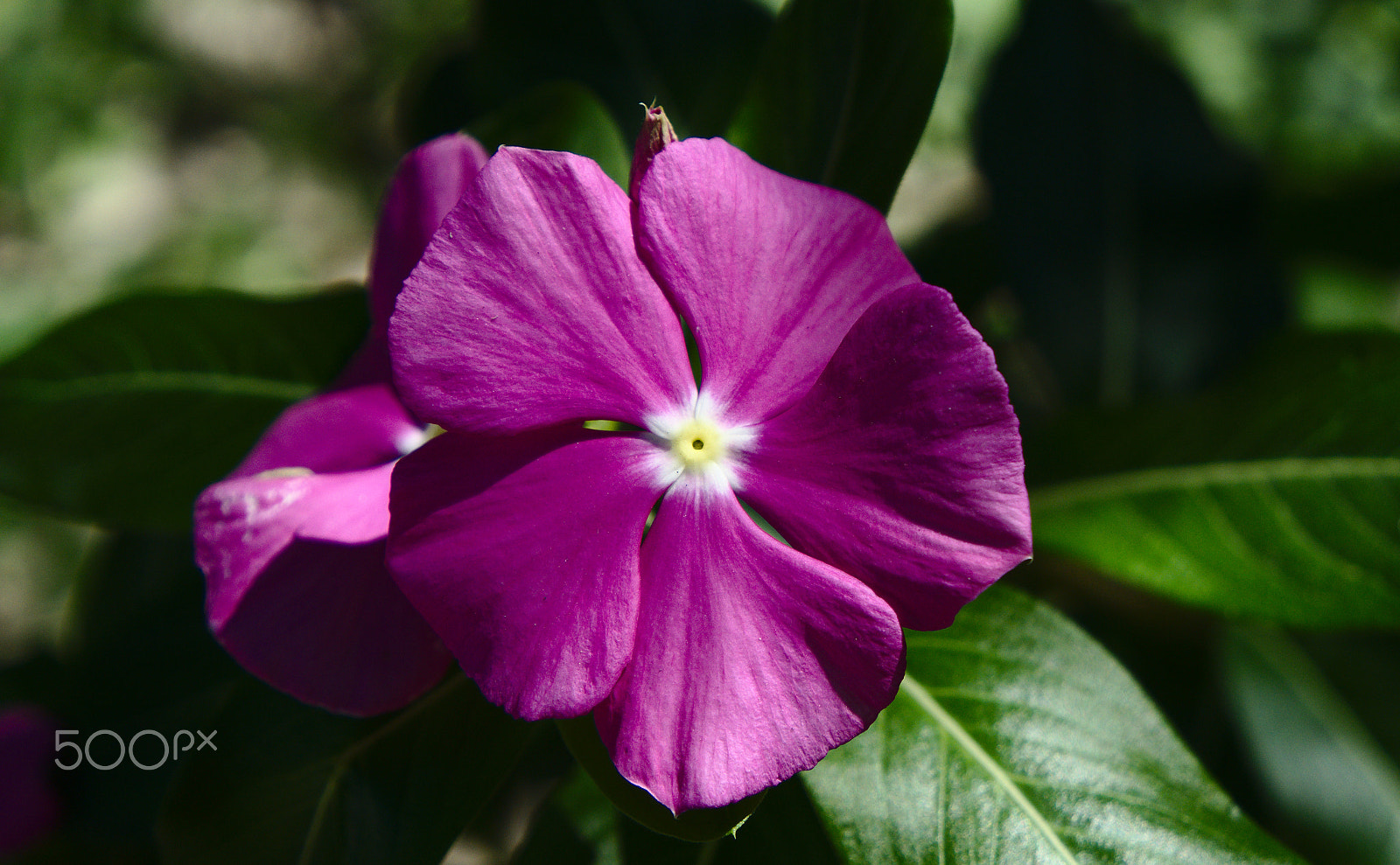 Samsung NX3000 sample photo. Purple flower photography