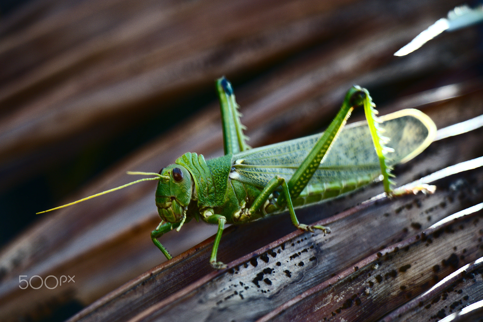 Samsung NX3000 + Samsung NX 50-200mm F4-5.6 ED OIS sample photo. Grasshopper photography