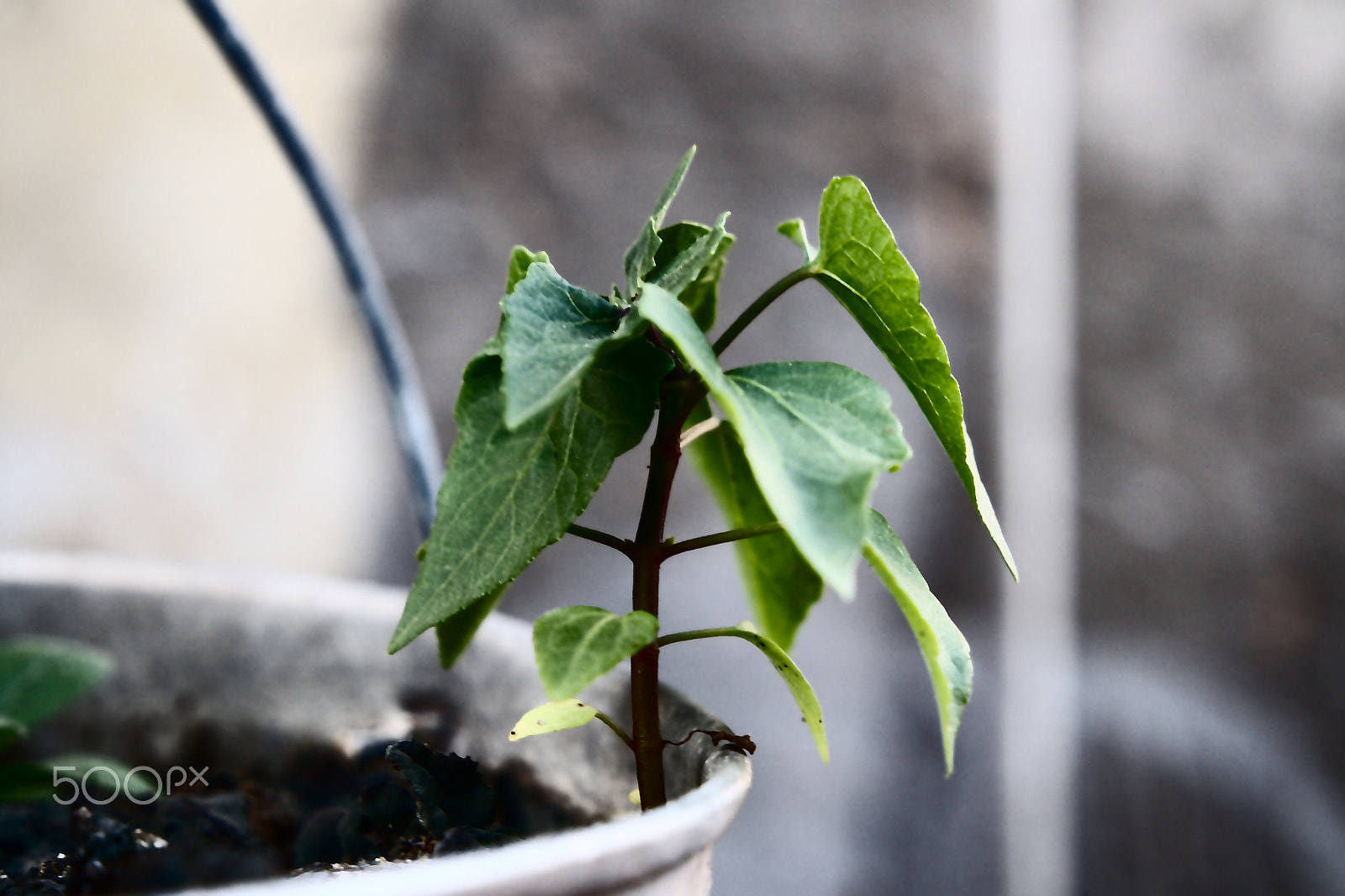 Samsung NX3000 sample photo. Hanging vase / 3 photography