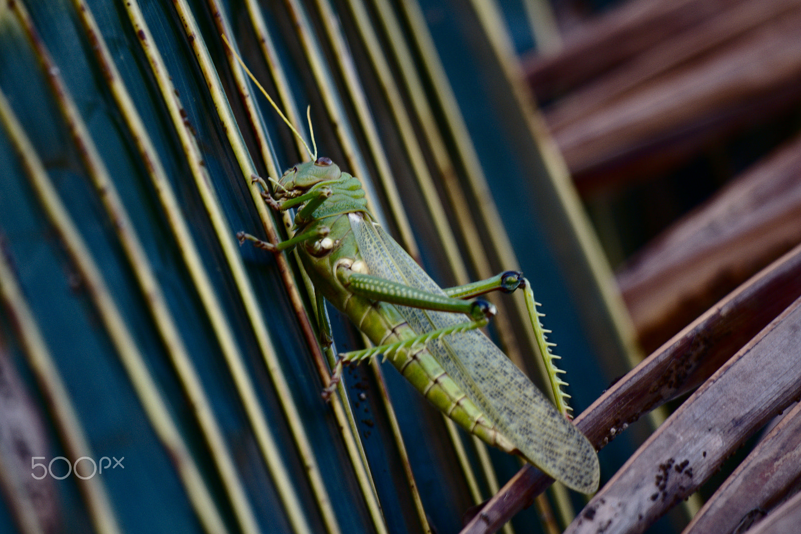 Samsung NX3000 + Samsung NX 50-200mm F4-5.6 ED OIS sample photo. Grasshopper / 3 photography