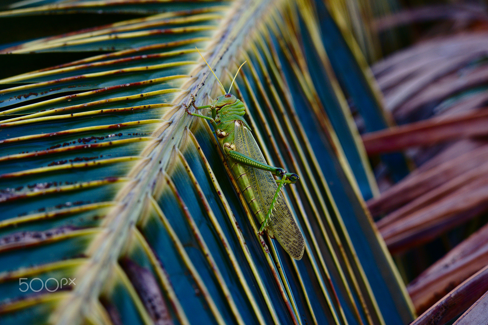 Samsung NX3000 + Samsung NX 50-200mm F4-5.6 ED OIS sample photo. Grasshopper / 4 photography