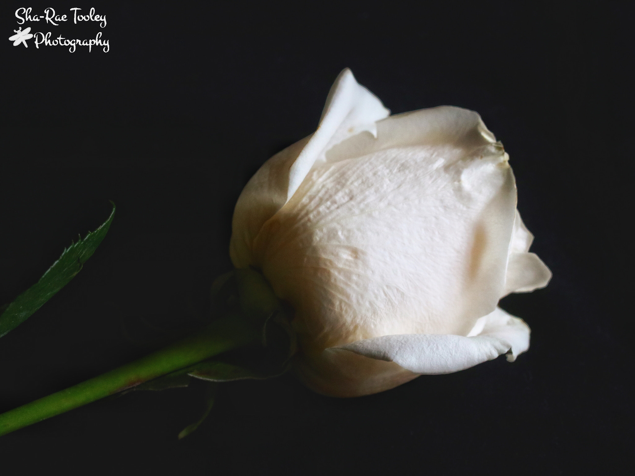 Canon EF-S 60mm F2.8 Macro USM sample photo. The rose photography