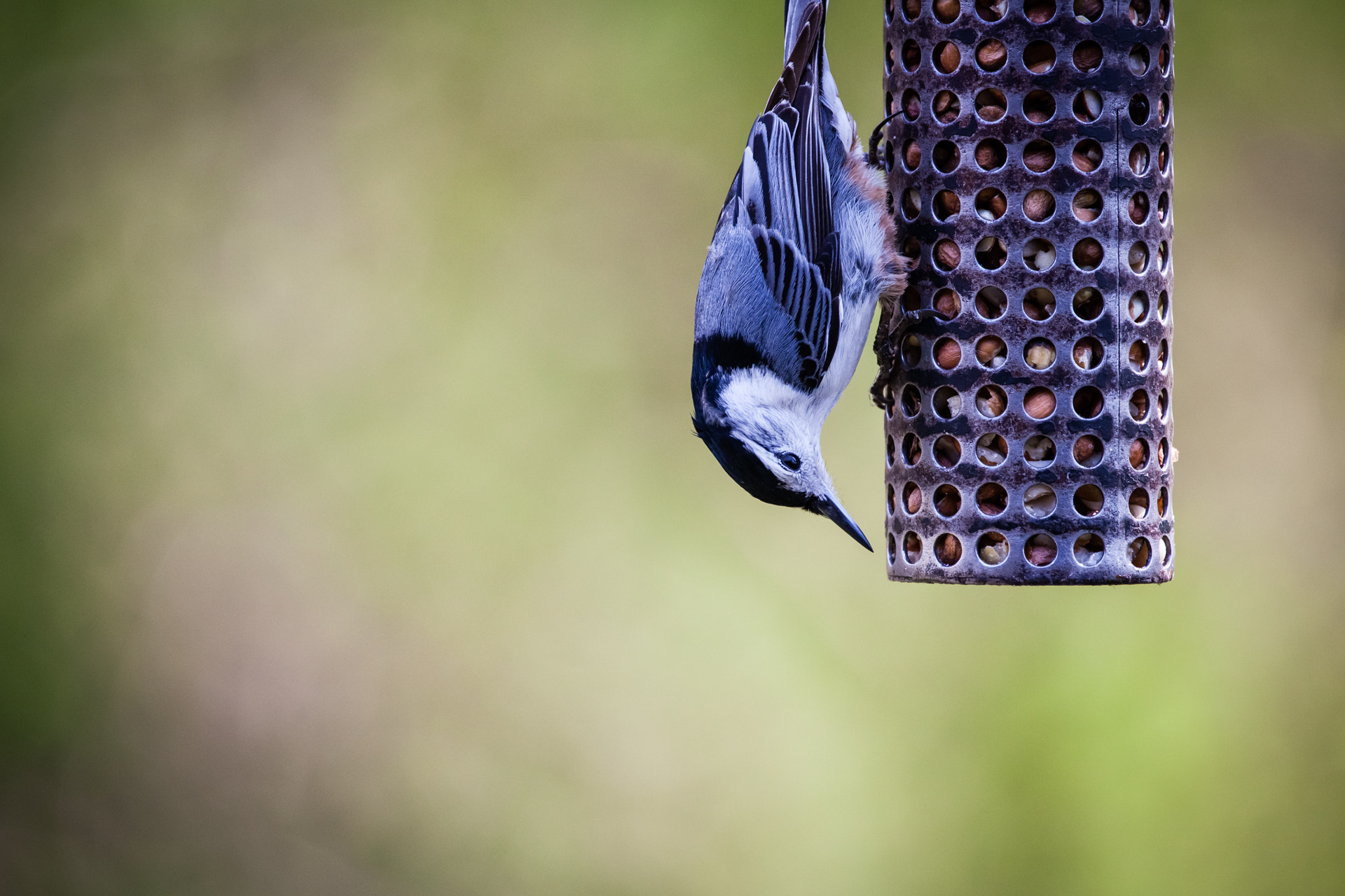 Sigma 150-600mm F5-6.3 DG OS HSM | C sample photo. White-breasted nuthatch photography