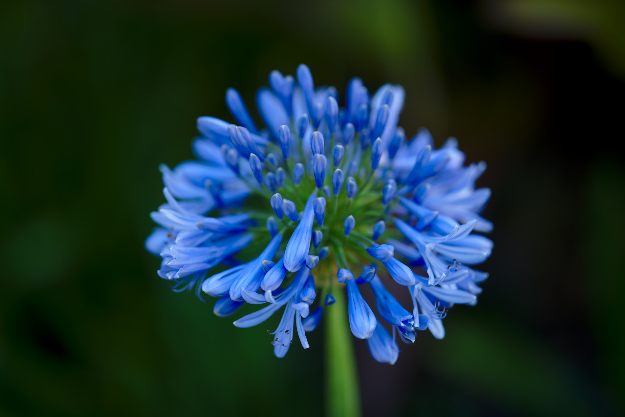 ZEISS Otus 85mm F1.4 sample photo. Purple flower i photography