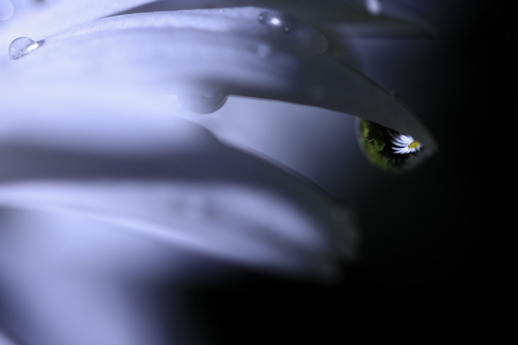 "Alas"...de margarita!!! by NINES Salvador on 500px.com