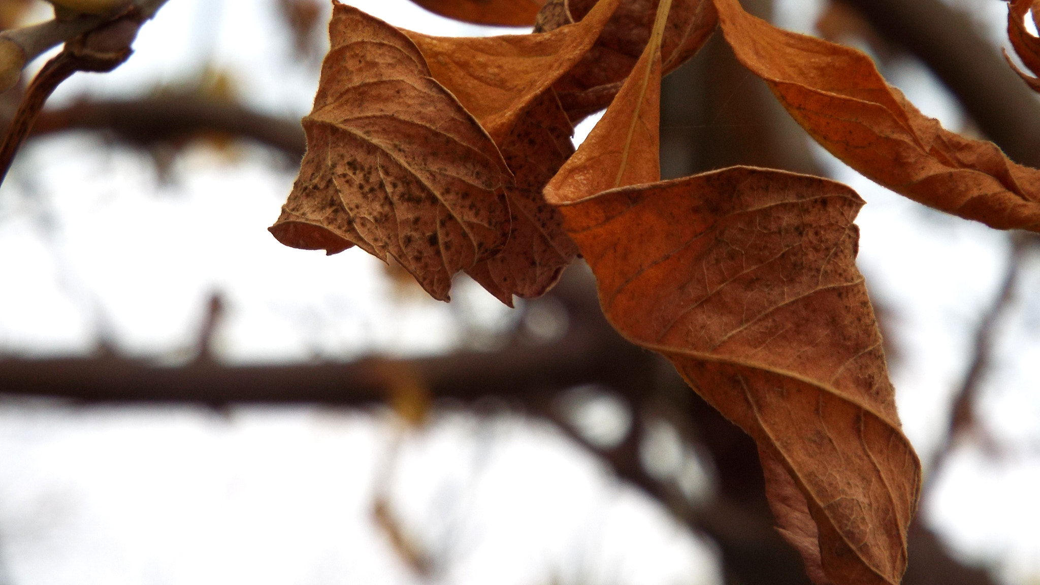 Fujifilm FinePix S8500 sample photo. Otoño photography