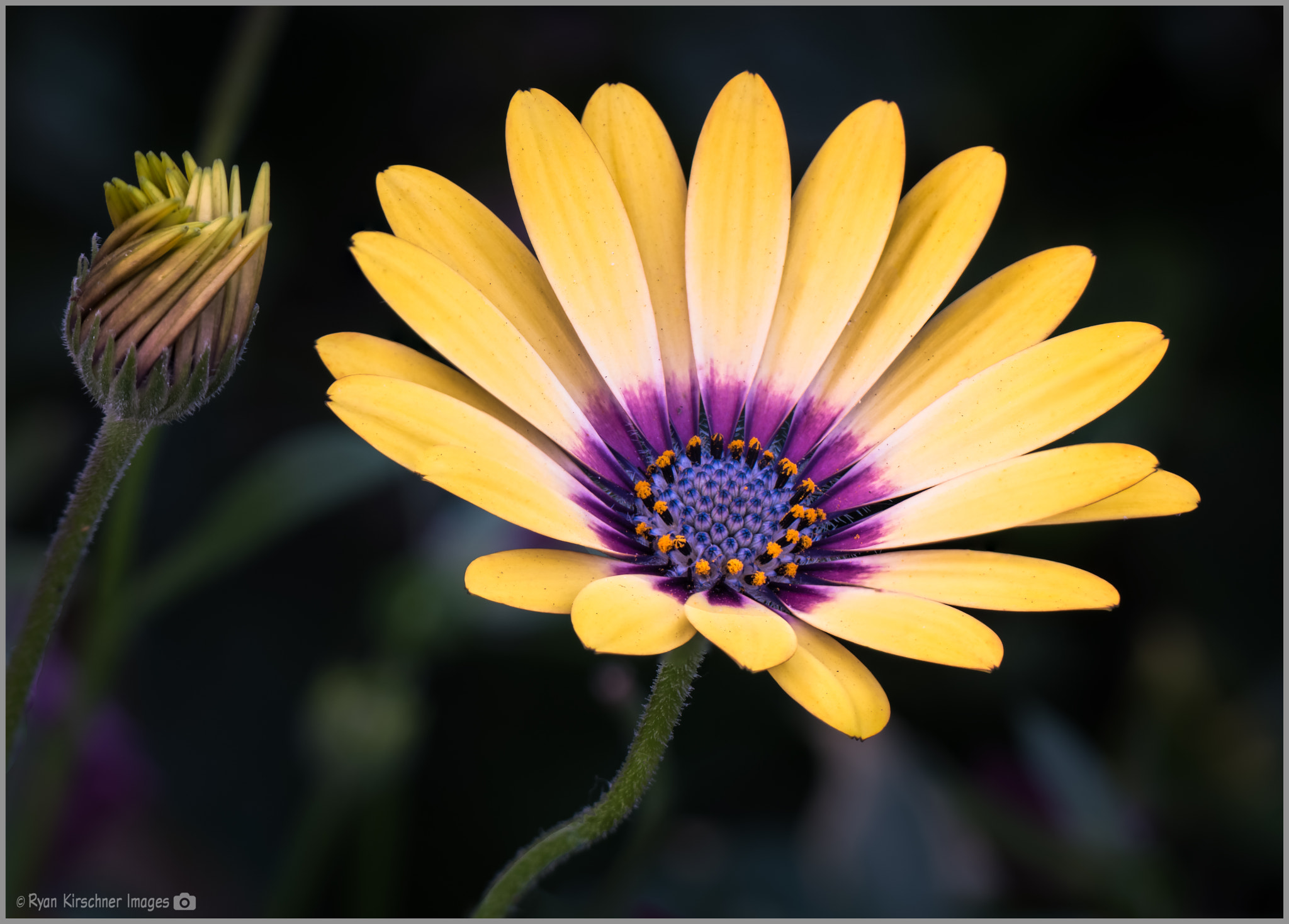 Samsung NX1 + Samsung NX 50-200mm F4-5.6 ED OIS sample photo. Gerber daisy photography