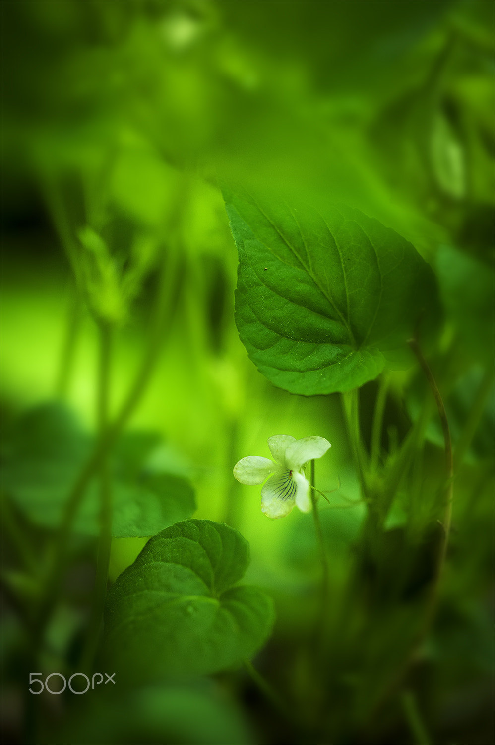 ZEISS Makro-Planar T* 50mm F2 sample photo. The white violet photography