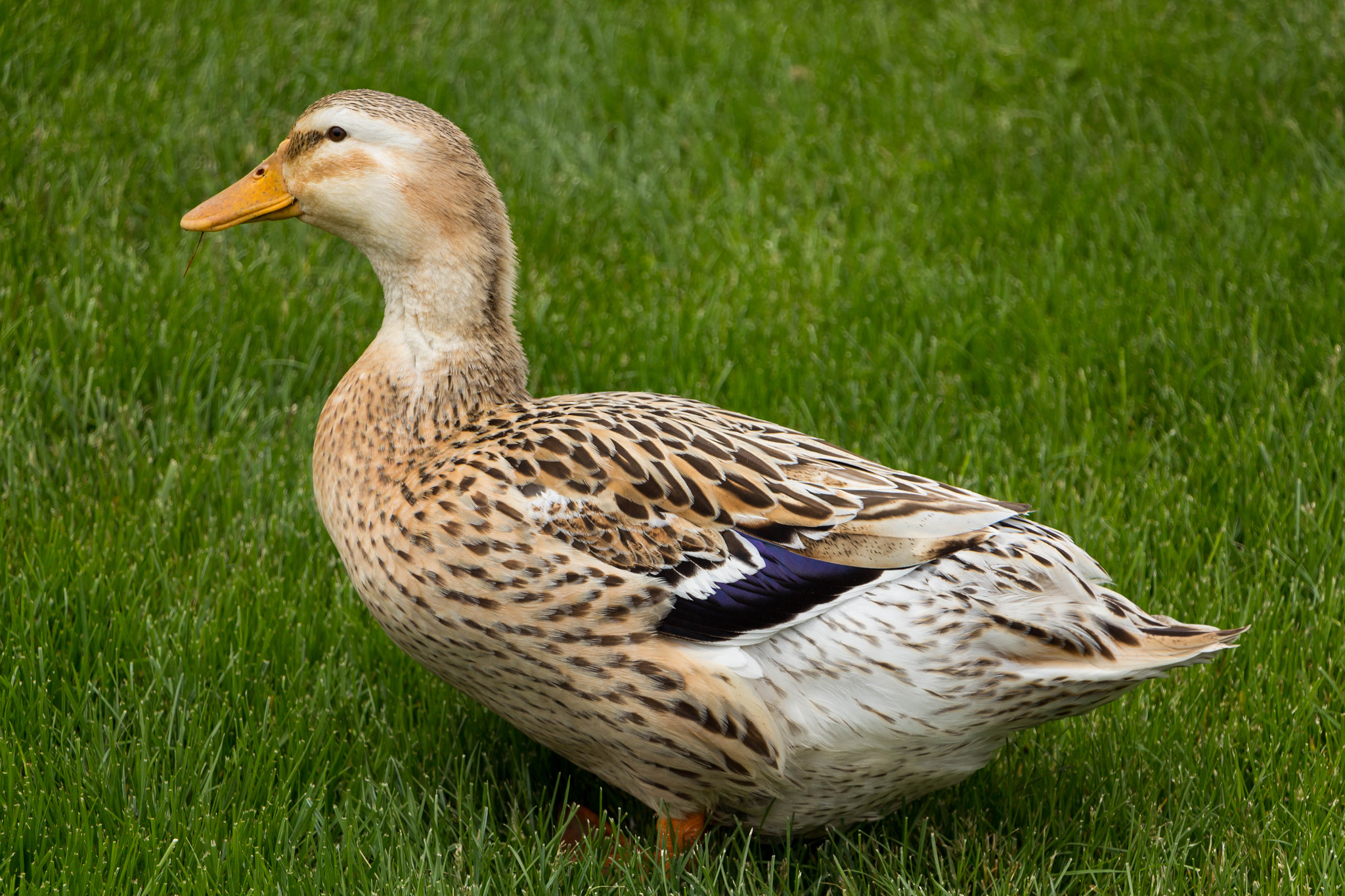 Canon EF-S 18-135mm F3.5-5.6 IS STM sample photo. Lone duck photography