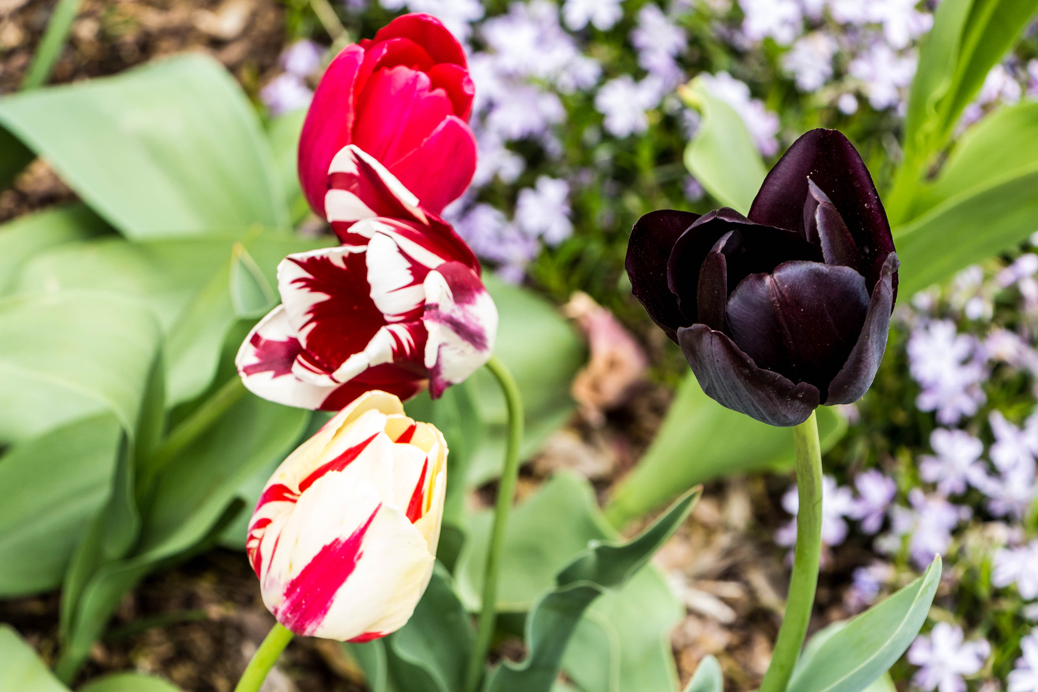 Canon EF-S 18-135mm F3.5-5.6 IS STM sample photo. Tulips photography