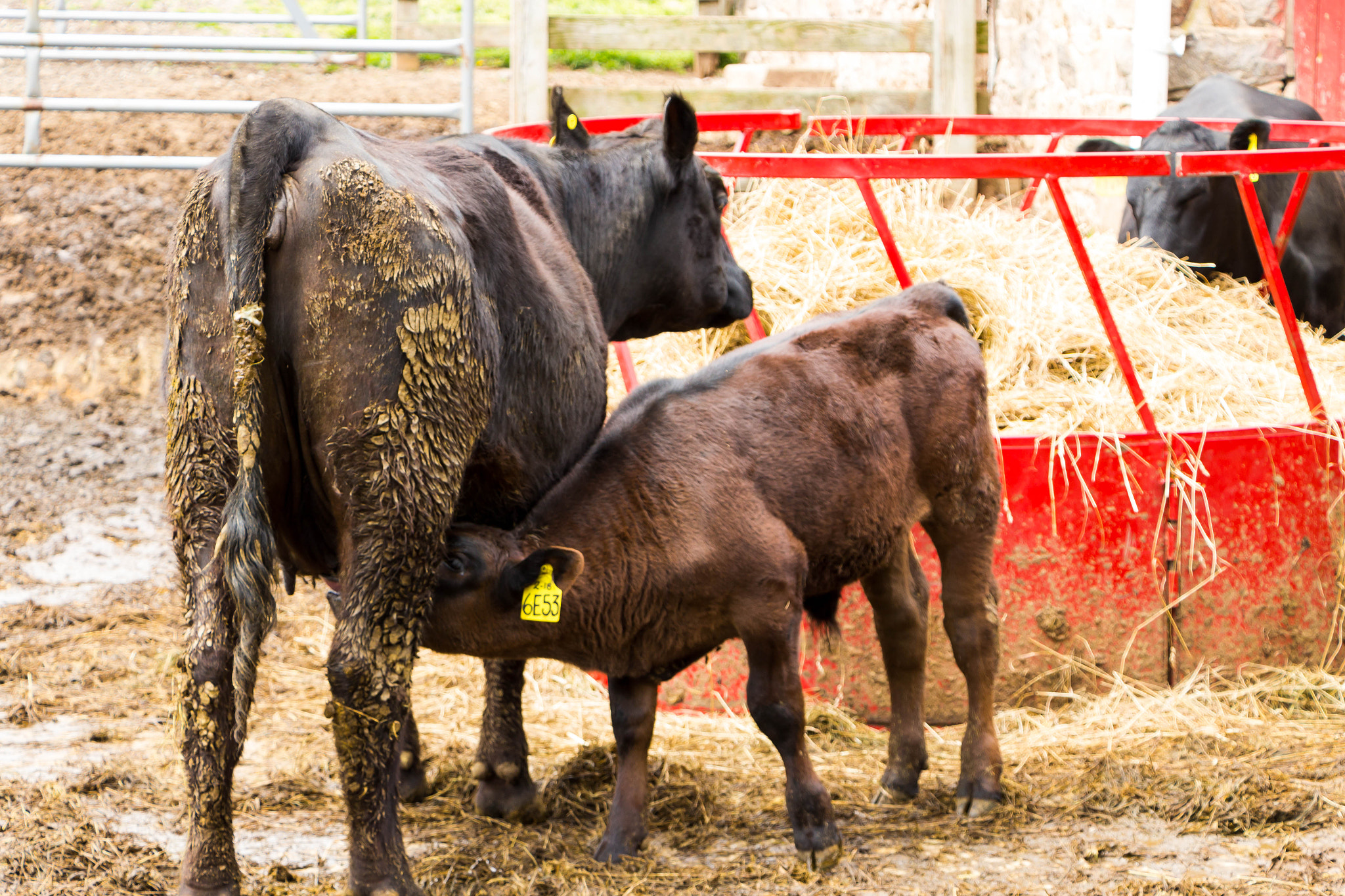 Canon EF-S 18-135mm F3.5-5.6 IS STM sample photo. Nursing calf photography