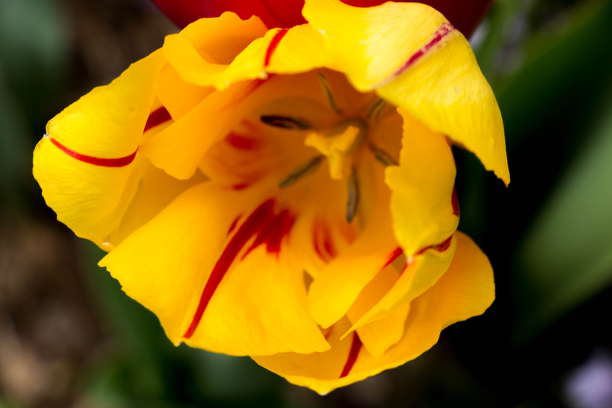 Canon EF-S 18-135mm F3.5-5.6 IS STM sample photo. Yellow tulip photography