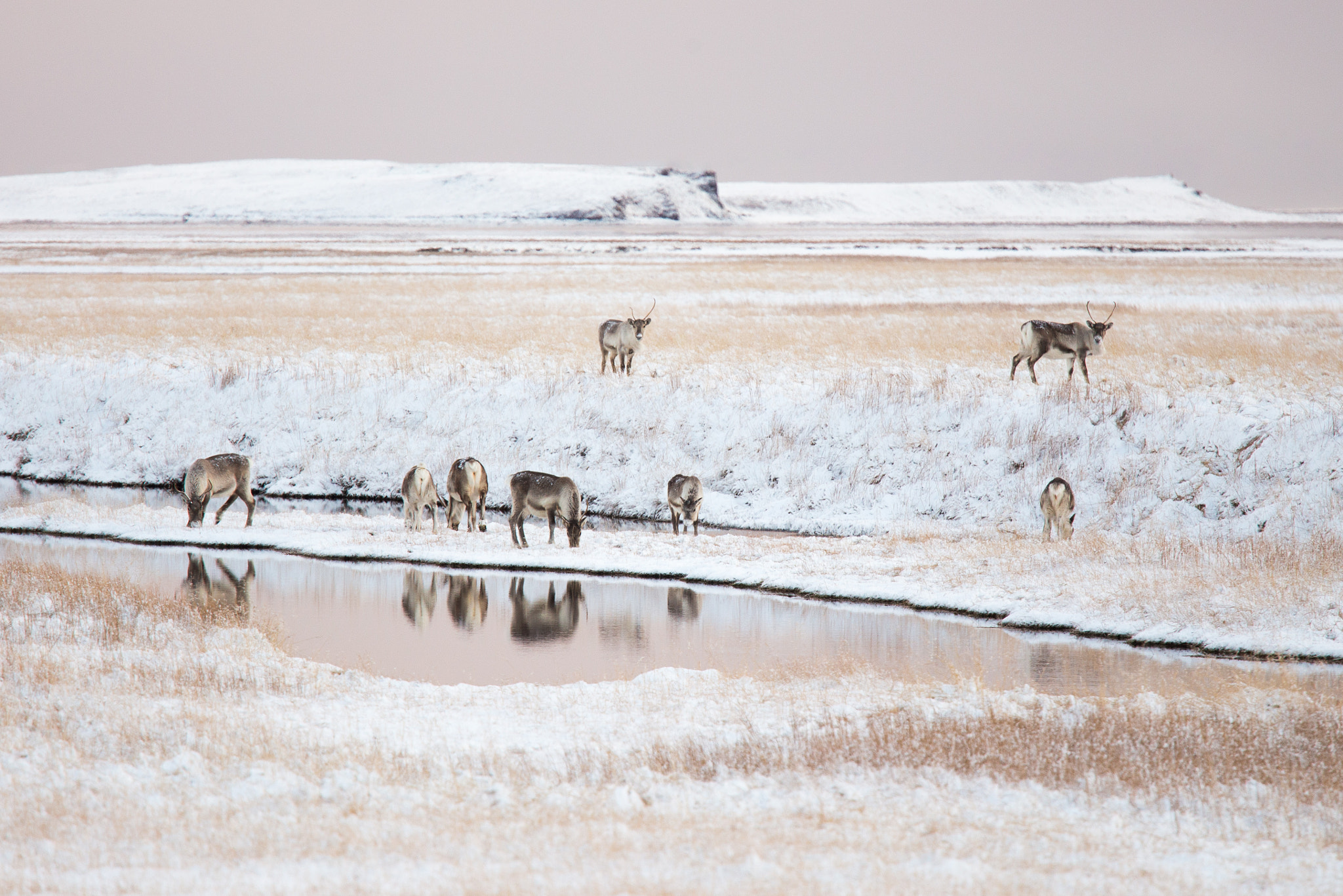 Canon EF 70-200mm F4L IS USM sample photo. Reindeer photography