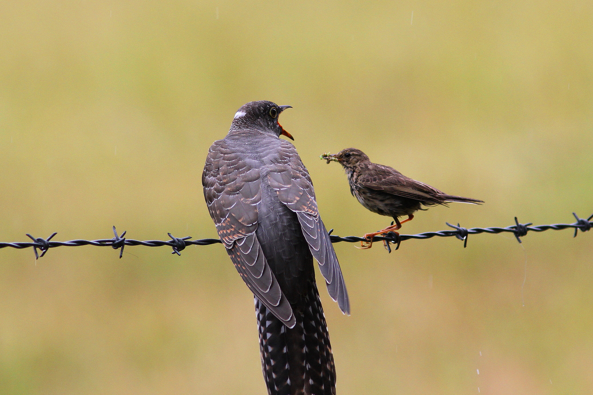 Canon EF 300mm F4L IS USM sample photo. Cuckoo and meadow pipit photography