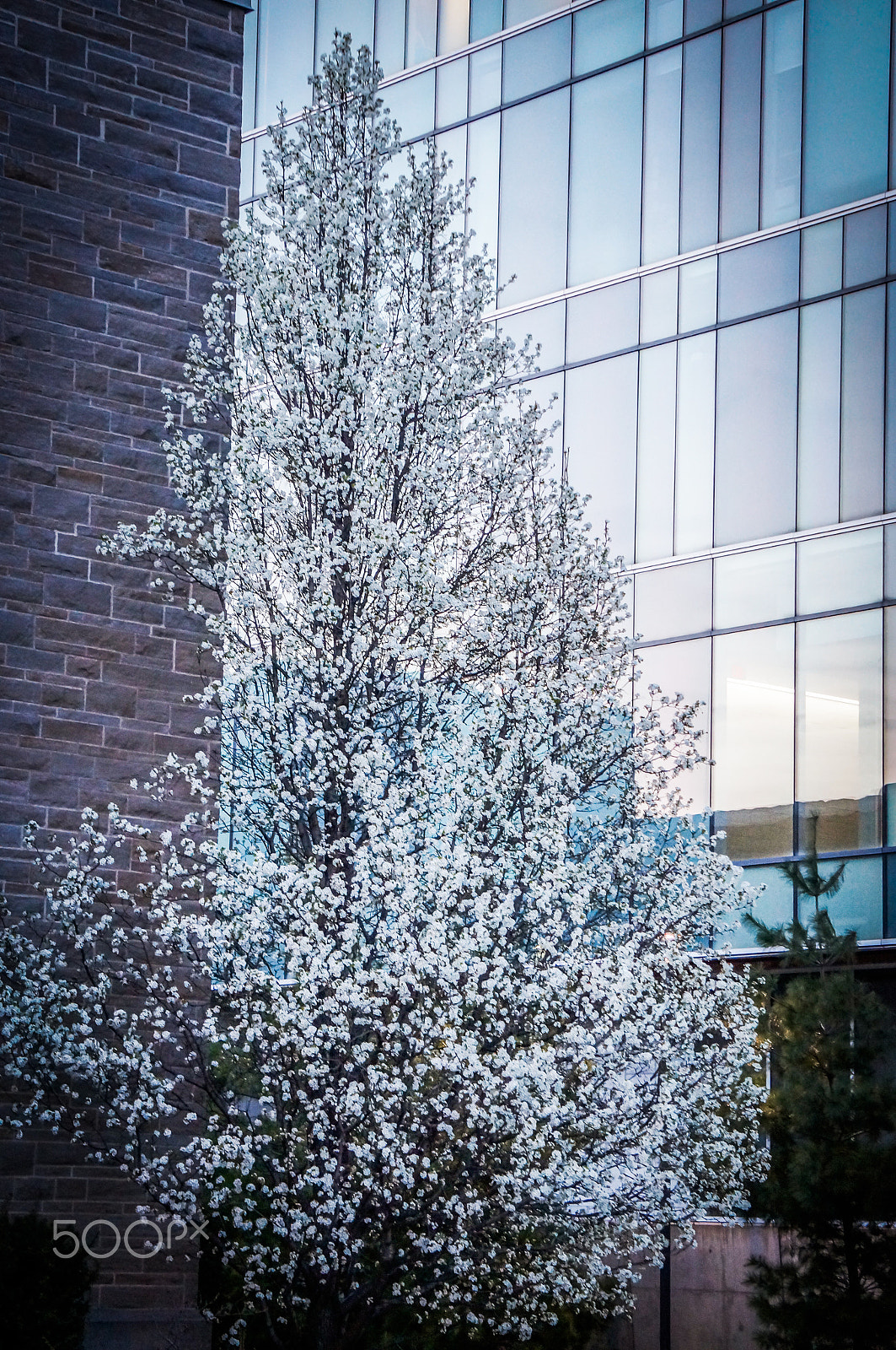 Sony Alpha NEX-3N + Sony E 55-210mm F4.5-6.3 OSS sample photo. Spring blossoms | mcmaster university photography
