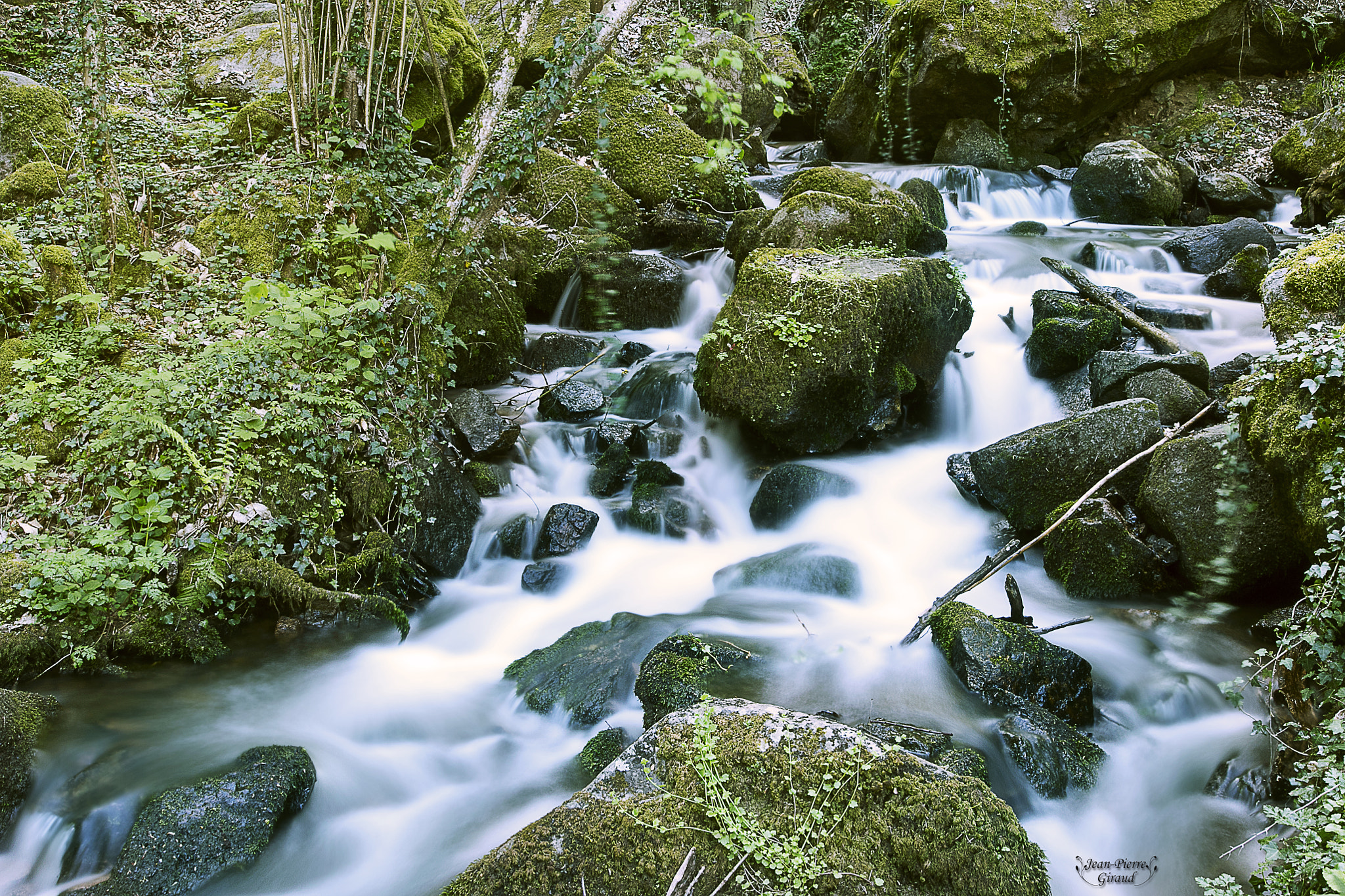 Sigma 12-24mm F4.5-5.6 II DG HSM sample photo. Magic forest photography