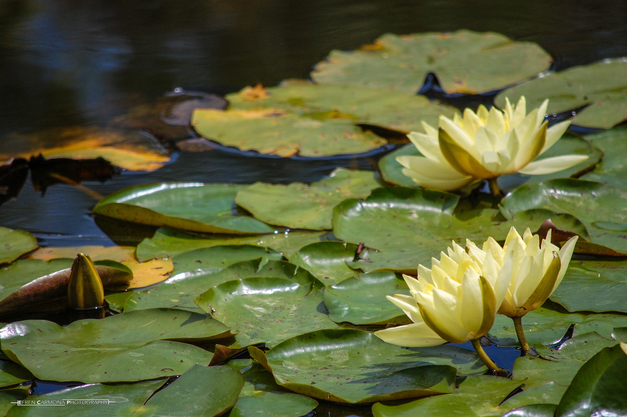 Nikon D40 sample photo. Naturaleza photography