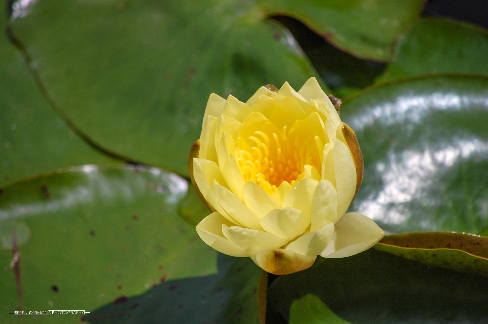 Nikon D40 sample photo. Naturaleza photography