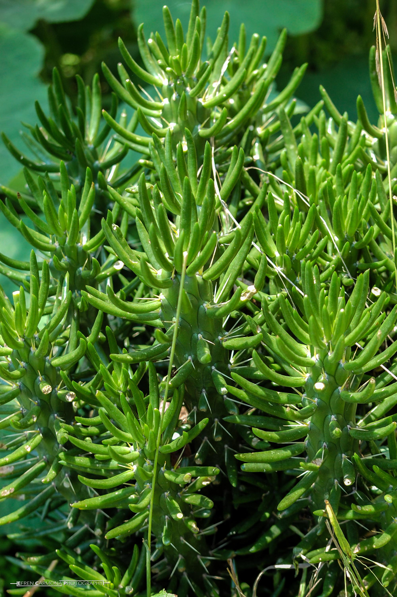 Nikon D40 sample photo. Naturaleza photography