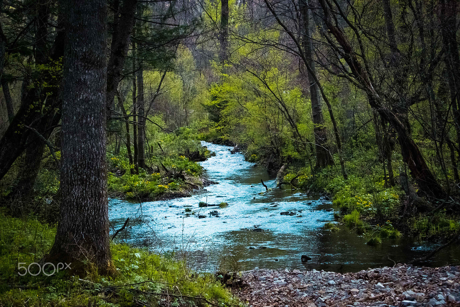 Nikon 1 V2 sample photo. Forest river photography