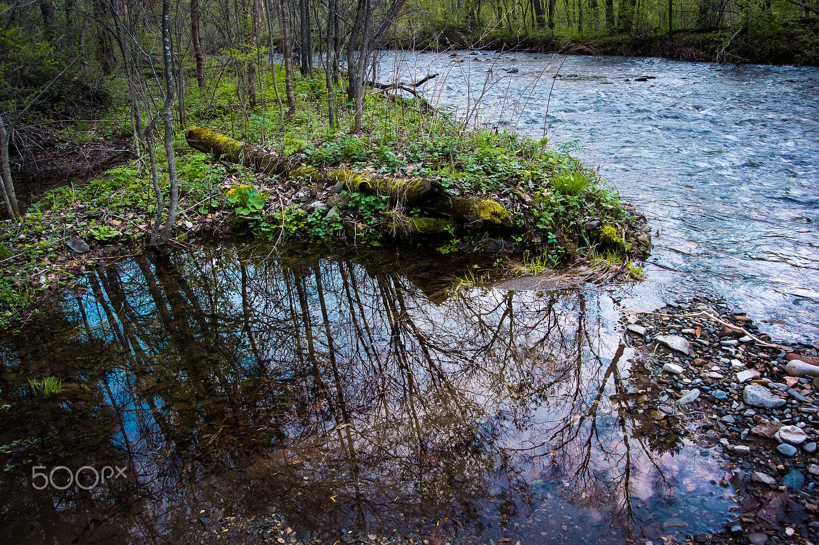 Nikon 1 V2 sample photo. Forest river photography