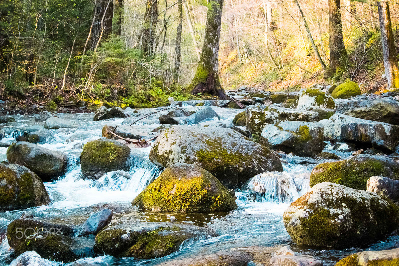 Nikon 1 V2 sample photo. Forest river photography