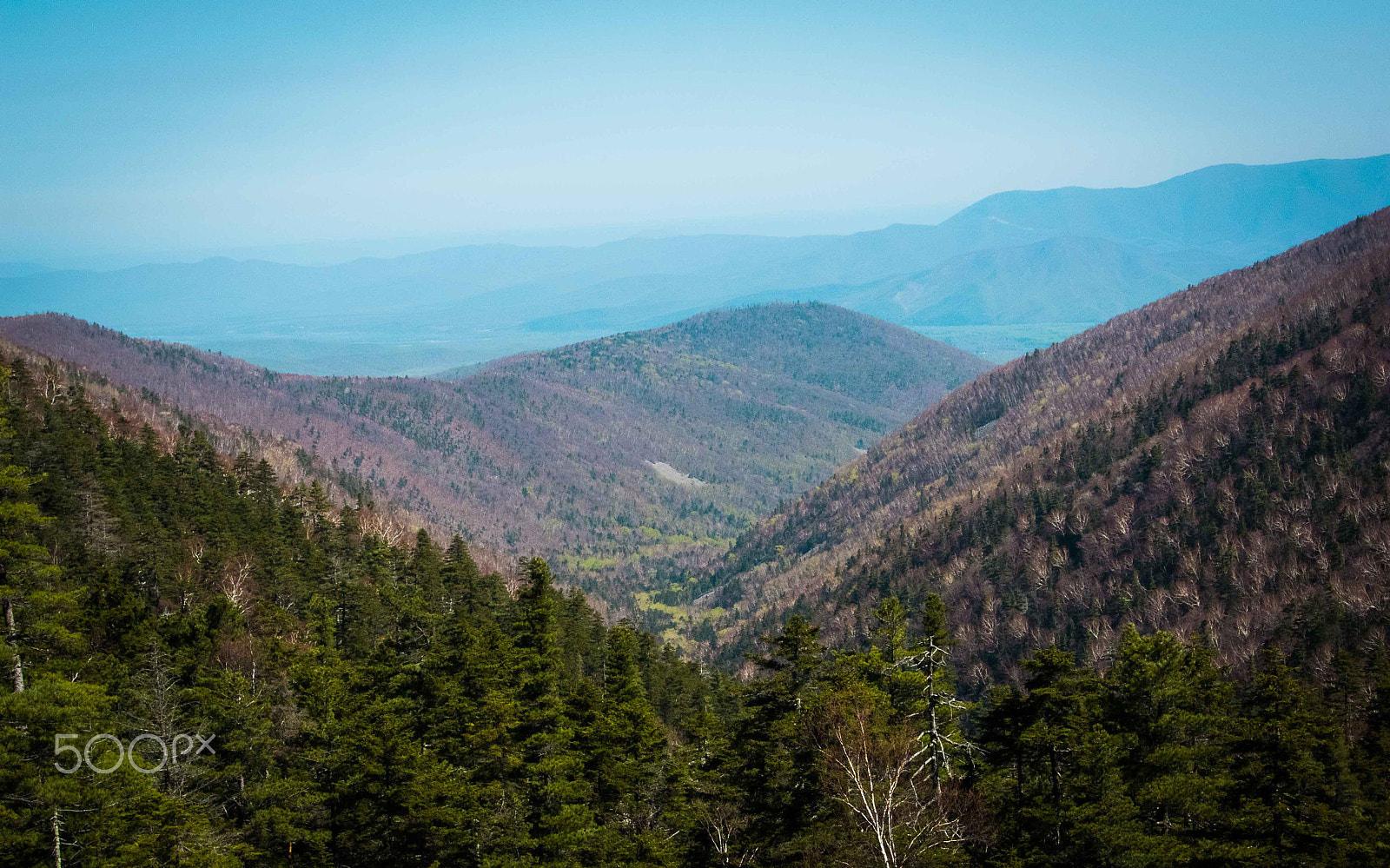 Nikon 1 V2 sample photo. Forest river photography