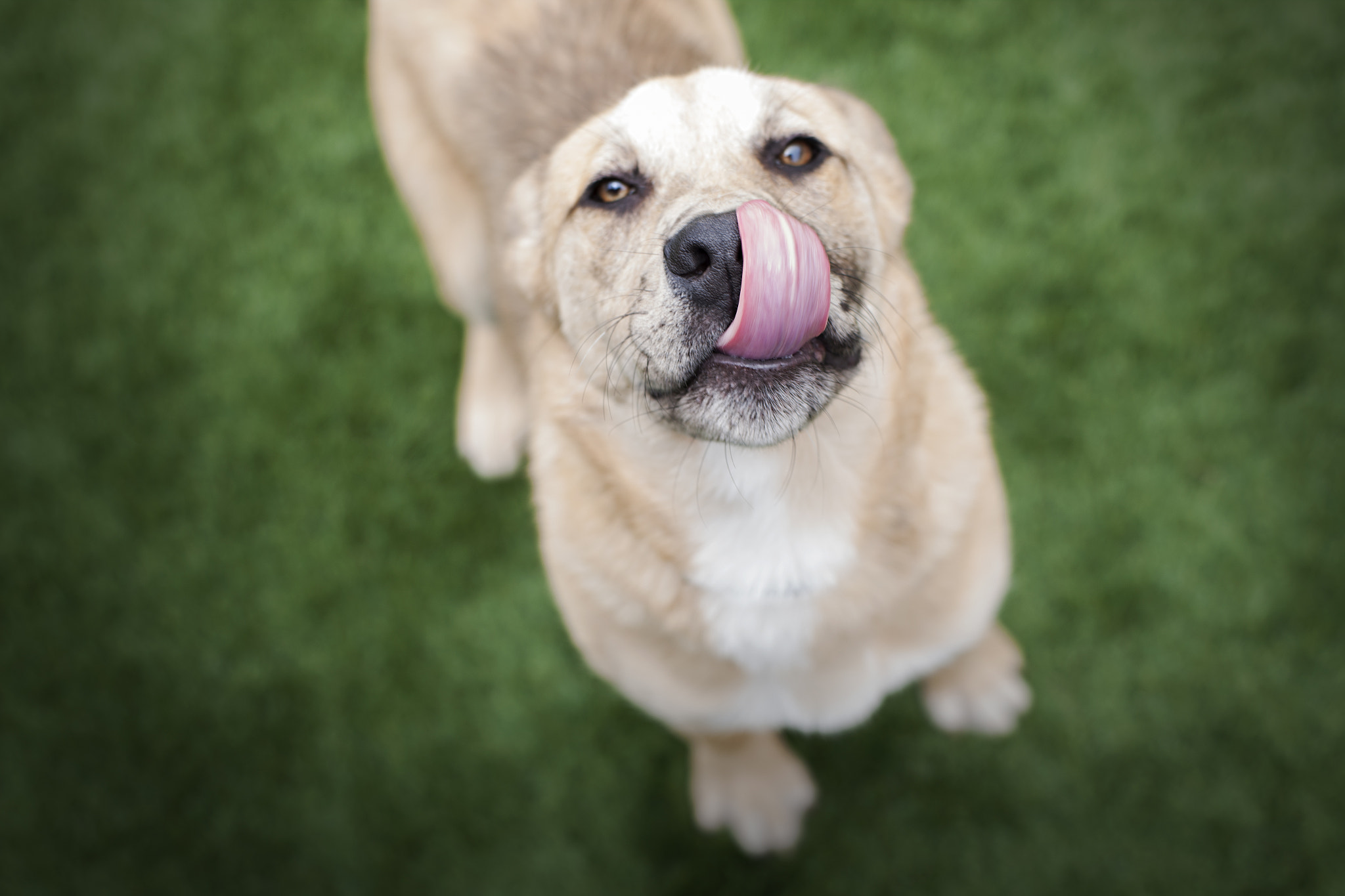 ZEISS Planar T* 50mm F1.4 sample photo. Tucker says more treats, please photography