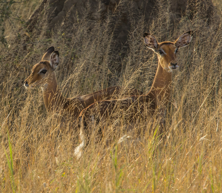 Canon EF 70-200mm F4L USM sample photo. Na smith l impala at dawn on the serengeti photography