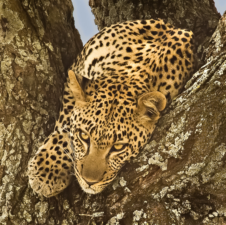 Canon EF 70-200mm F4L USM sample photo. Neoy smith l leopard after a feast photography