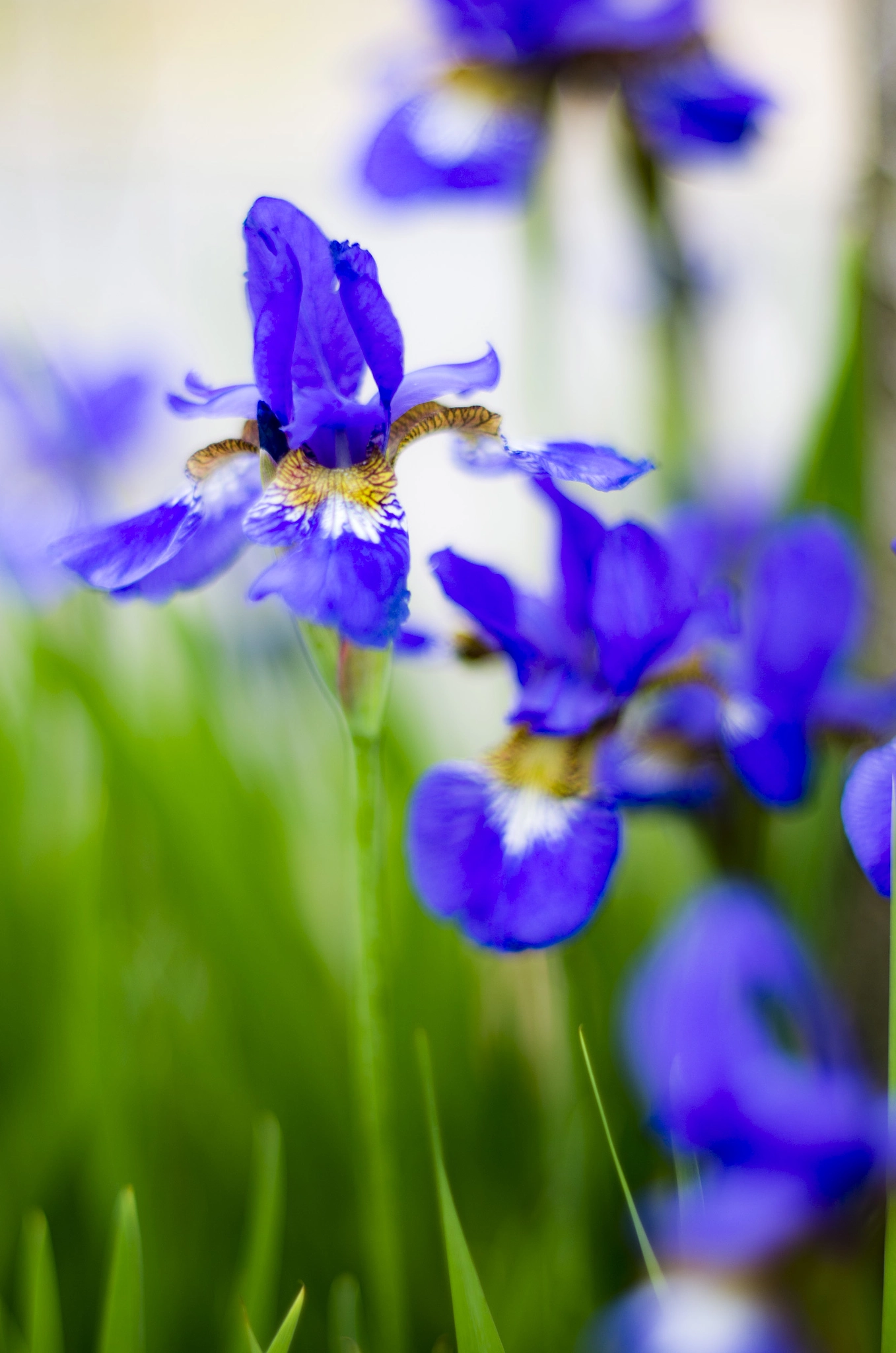 Pentax K-5 IIs sample photo. Flowers photography