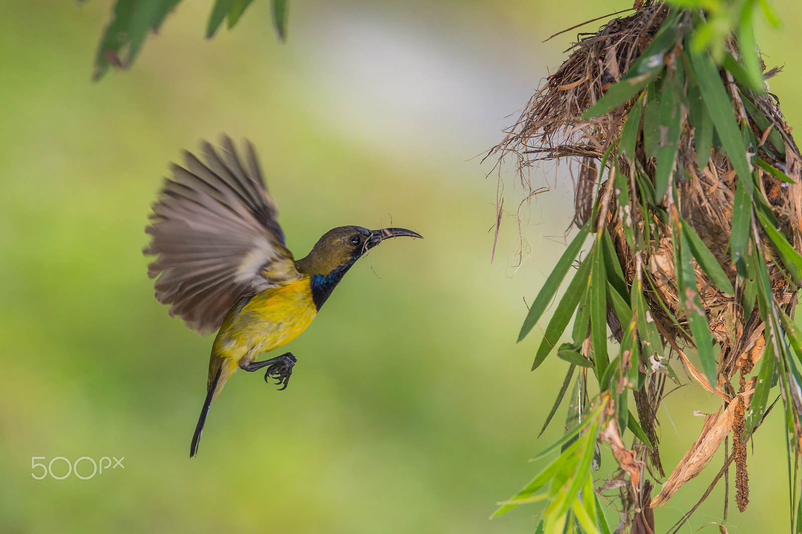 Canon EOS-1D X + Canon EF 400mm F4 DO IS II USM sample photo. Olive backed sunbird photography