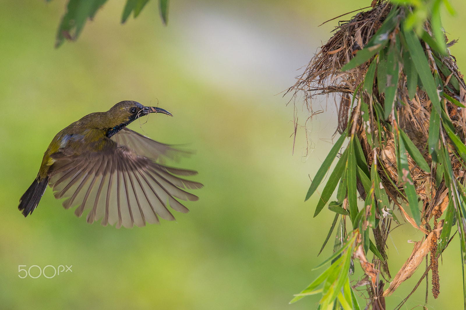 Canon EOS-1D X + Canon EF 400mm F4 DO IS II USM sample photo. Olive backed sunbird photography
