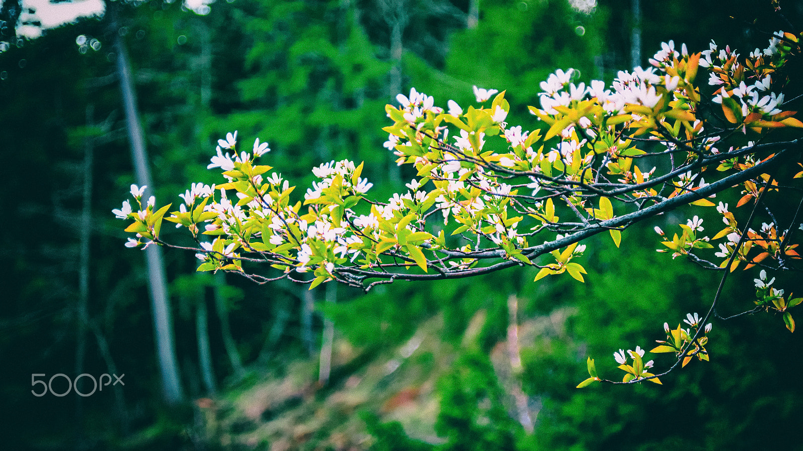 AF Zoom-Nikkor 28-80mm f/3.3-5.6G sample photo. Riverside flower photography