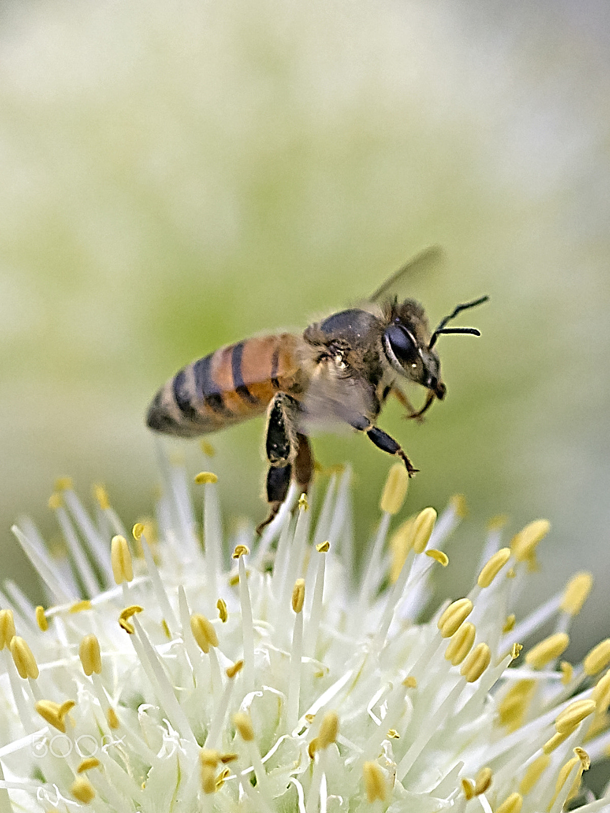 Canon EOS 600D (Rebel EOS T3i / EOS Kiss X5) + Tamron SP AF 90mm F2.8 Di Macro sample photo. Honeybee take off photography