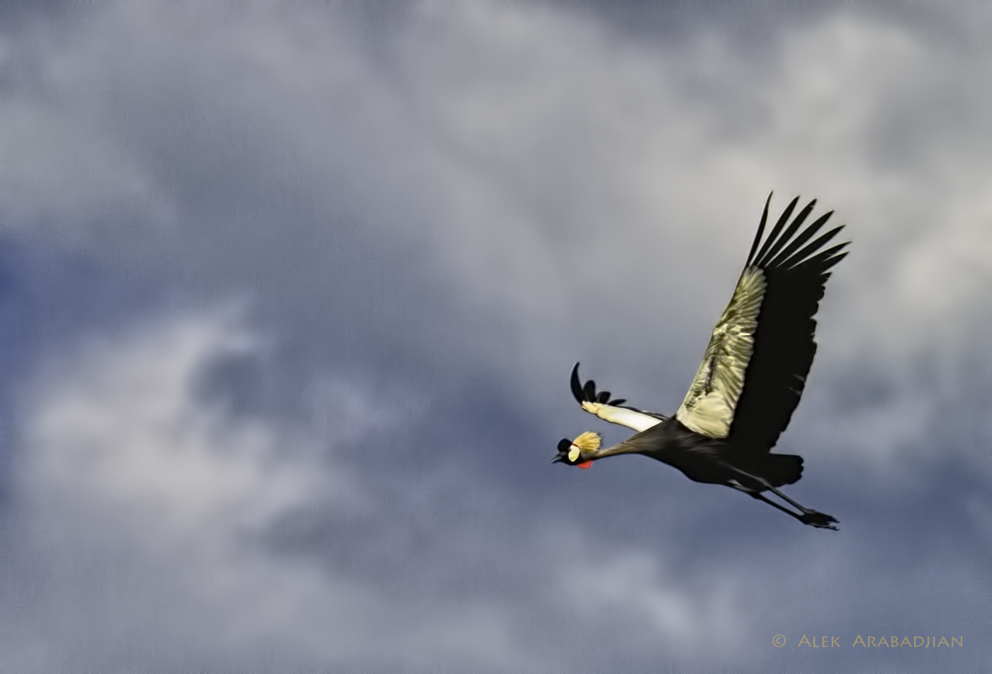 Nikon D4S sample photo. Flight with a crown photography