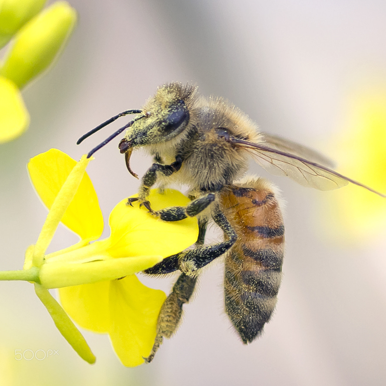 Canon EOS 600D (Rebel EOS T3i / EOS Kiss X5) + Tamron SP AF 90mm F2.8 Di Macro sample photo. Honeybee over the rapeseed flower photography