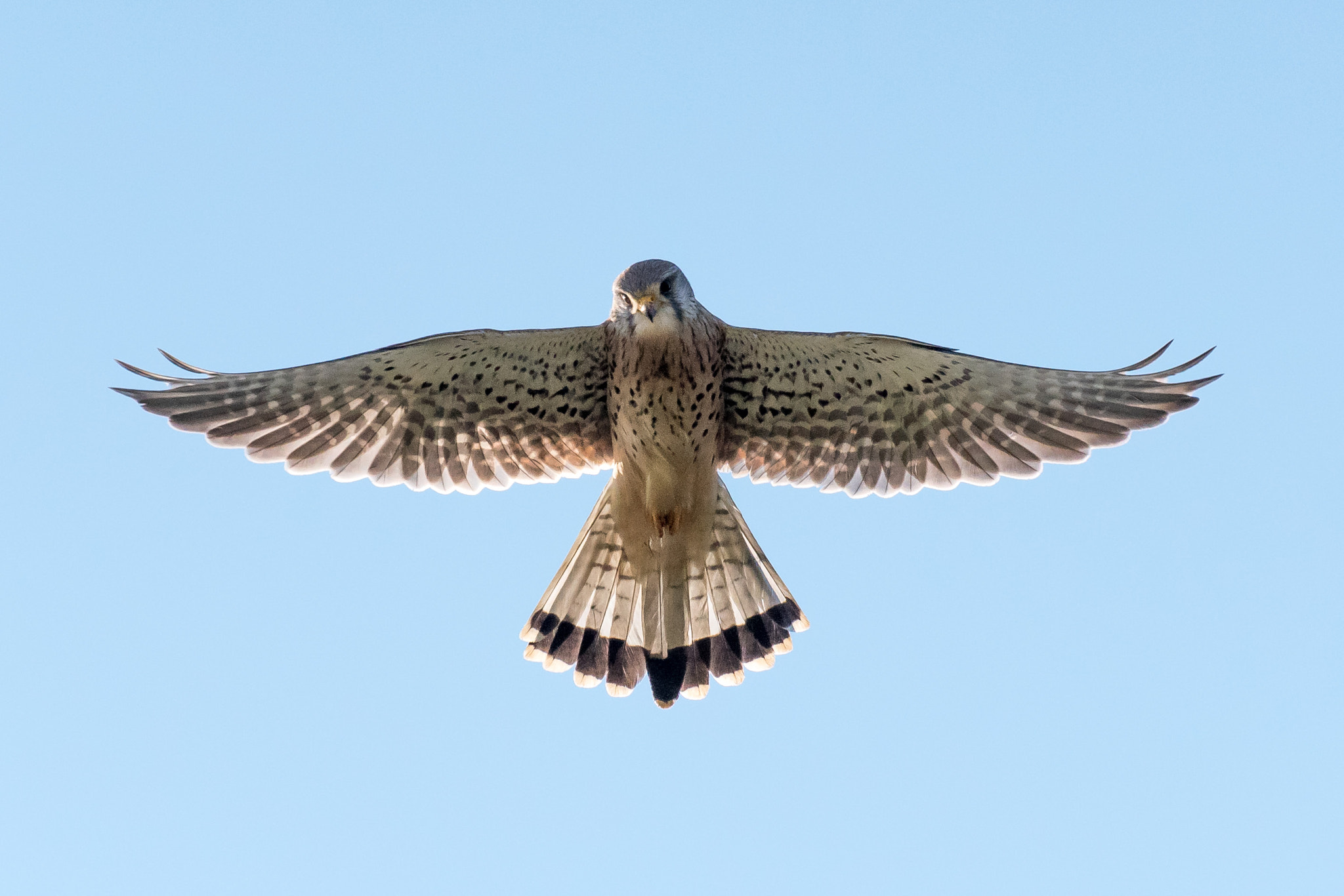 Sigma 50-500mm F4.5-6.3 DG OS HSM sample photo. Praying kestrel photography