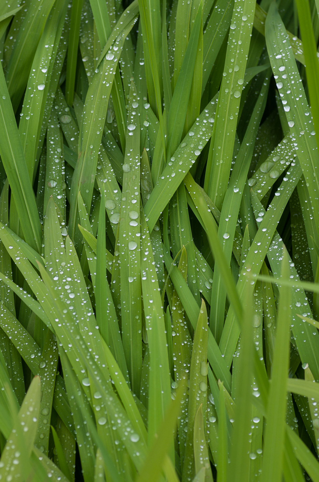 Pentax smc D-FA 100mm F2.8 Macro WR sample photo. Wet grass photography