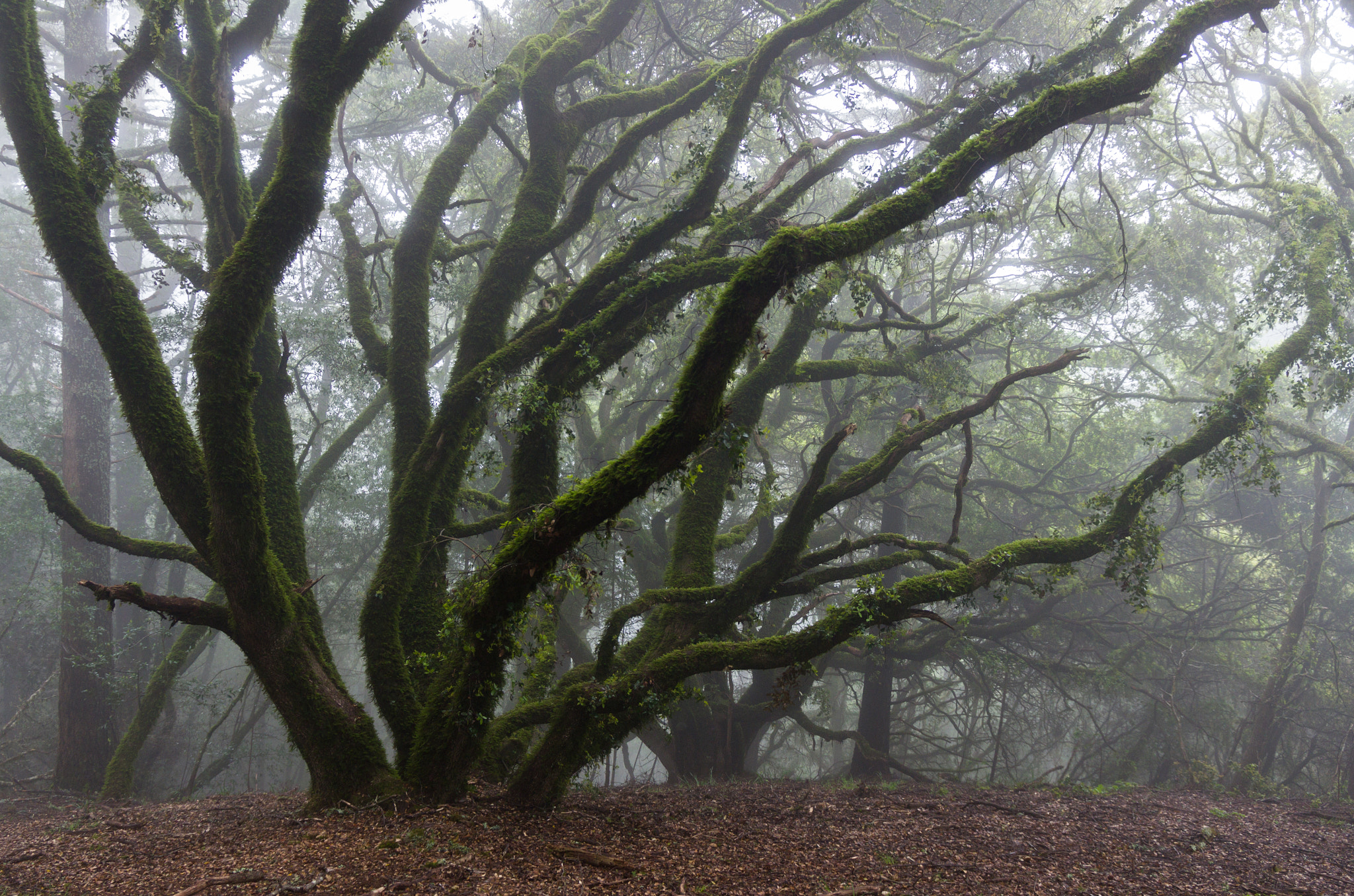 Pentax K-5 IIs sample photo. Cloudy branches photography