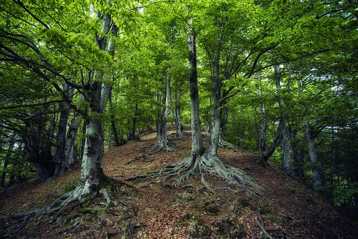 Sony Alpha DSLR-A850 + Soligor 19-35mm F3.5-4.5 sample photo. Old mountain forest photography