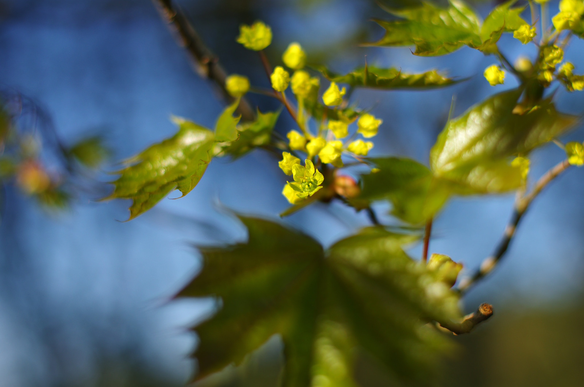 Pentax K-5 sample photo. *** photography