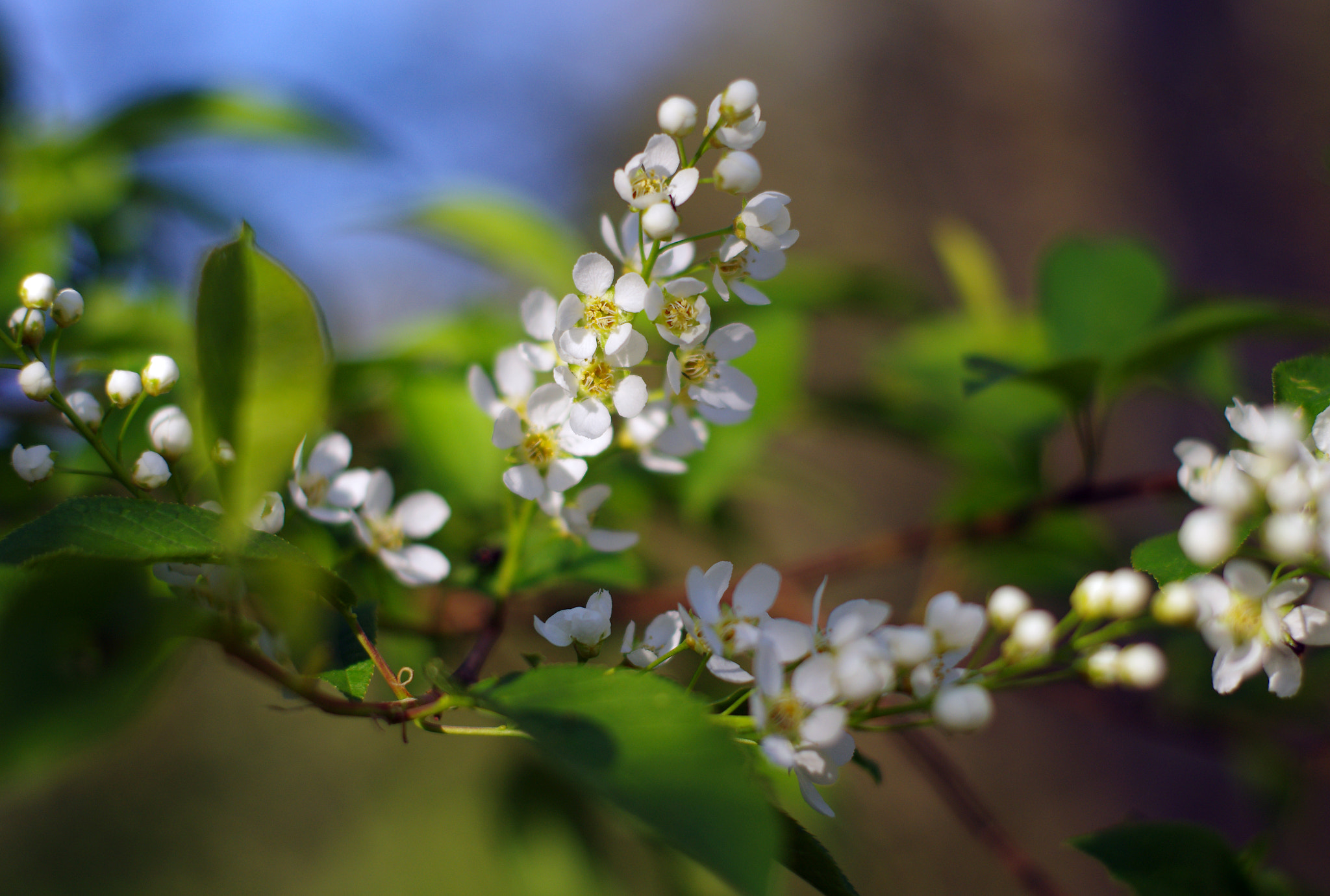 Pentax K-5 sample photo. Blooming photography