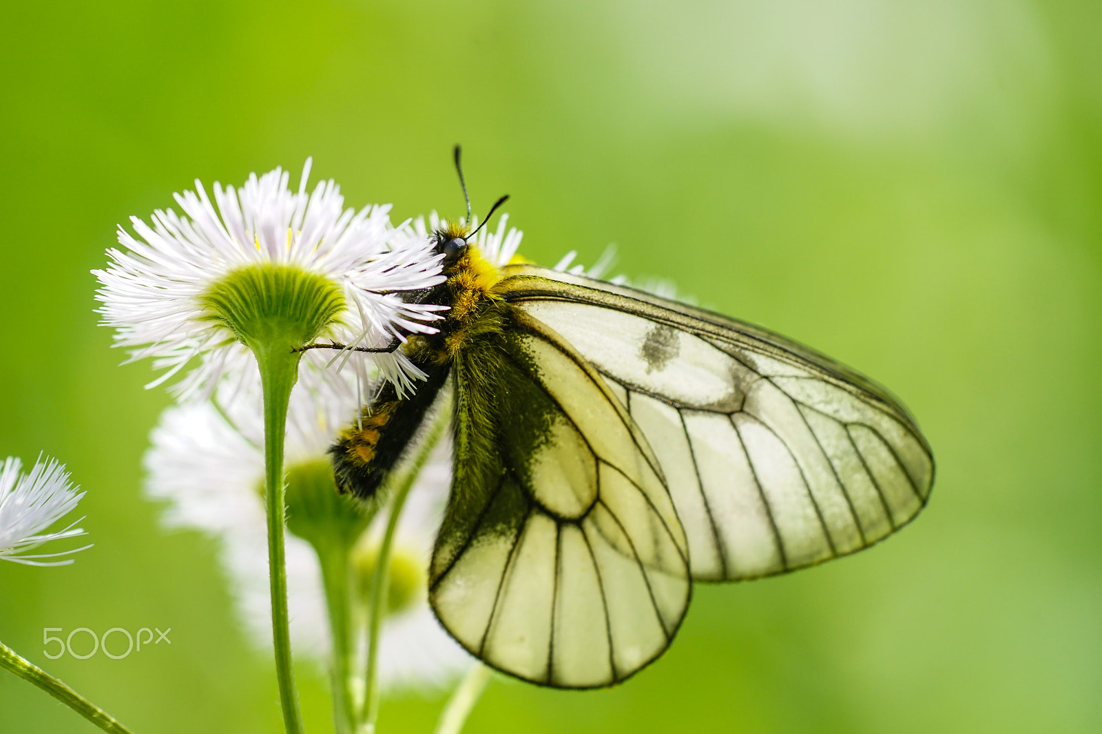 Sony ILCA-77M2 + Minolta AF 100mm F2.8 Macro [New] sample photo. The glocial parnaassius photography