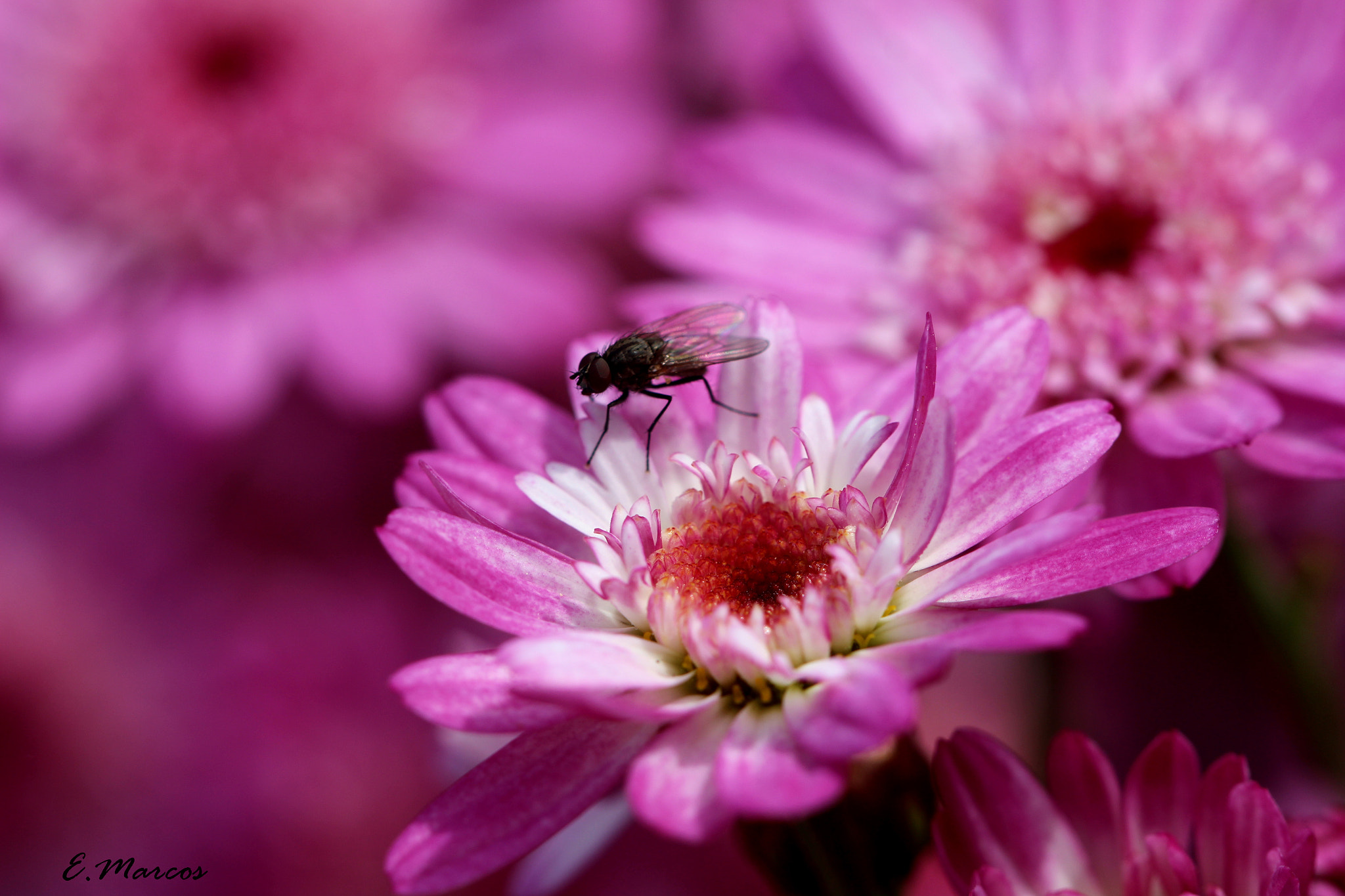 Canon EOS 650D (EOS Rebel T4i / EOS Kiss X6i) + Canon EF 100mm F2.8L Macro IS USM sample photo. Fucsia photography