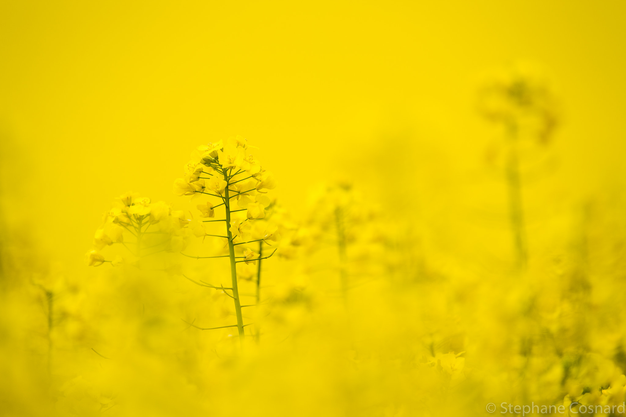 Nikon AF-S Nikkor 300mm F2.8G ED VR II sample photo. Yellow photography
